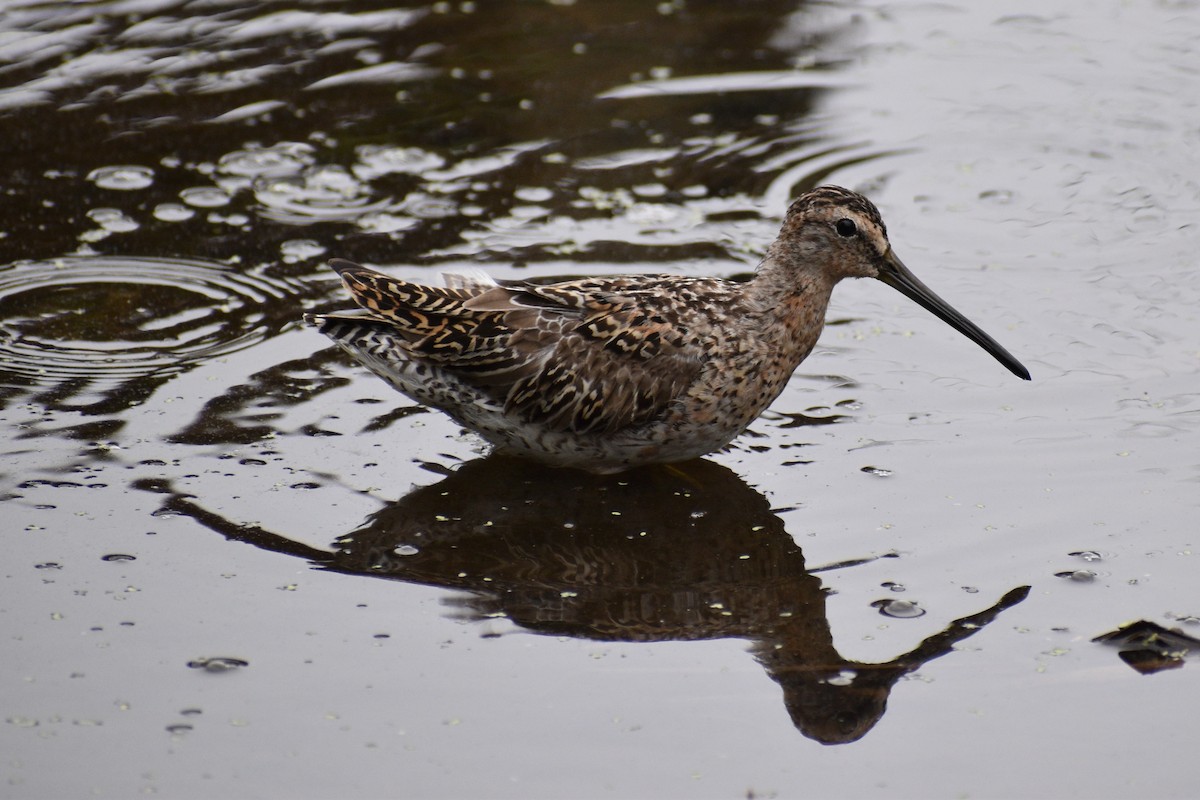 Short-billed Dowitcher - ML618659844