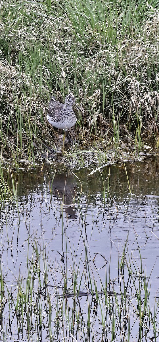 Lesser Yellowlegs - ML618659845