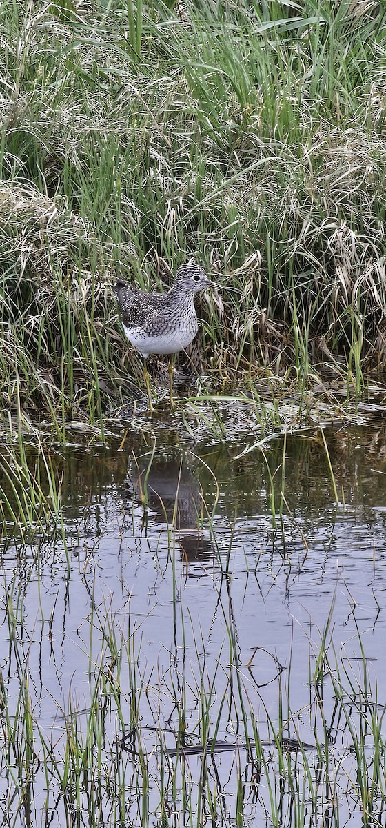 Lesser Yellowlegs - ML618659846