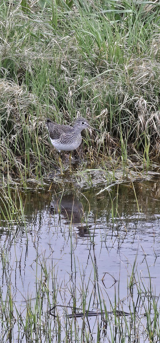 Lesser Yellowlegs - Trina McPherson