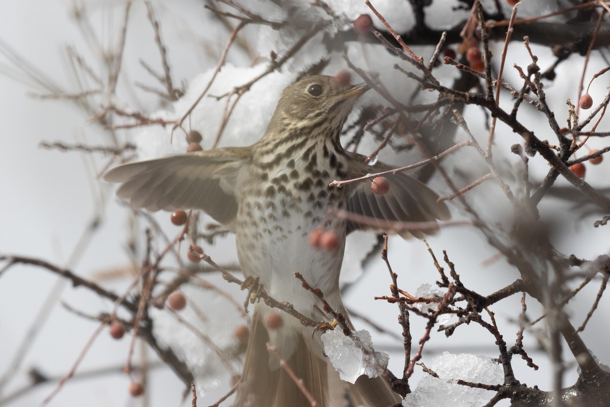 Hermit Thrush - dan davis