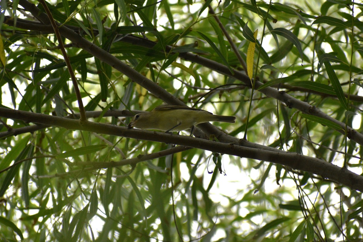 Vireo Gorjeador - ML618659871