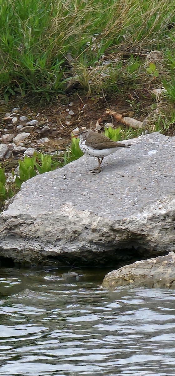 Spotted Sandpiper - ML618659872