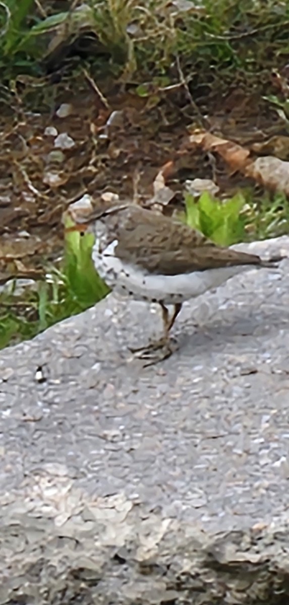 Spotted Sandpiper - ML618659873