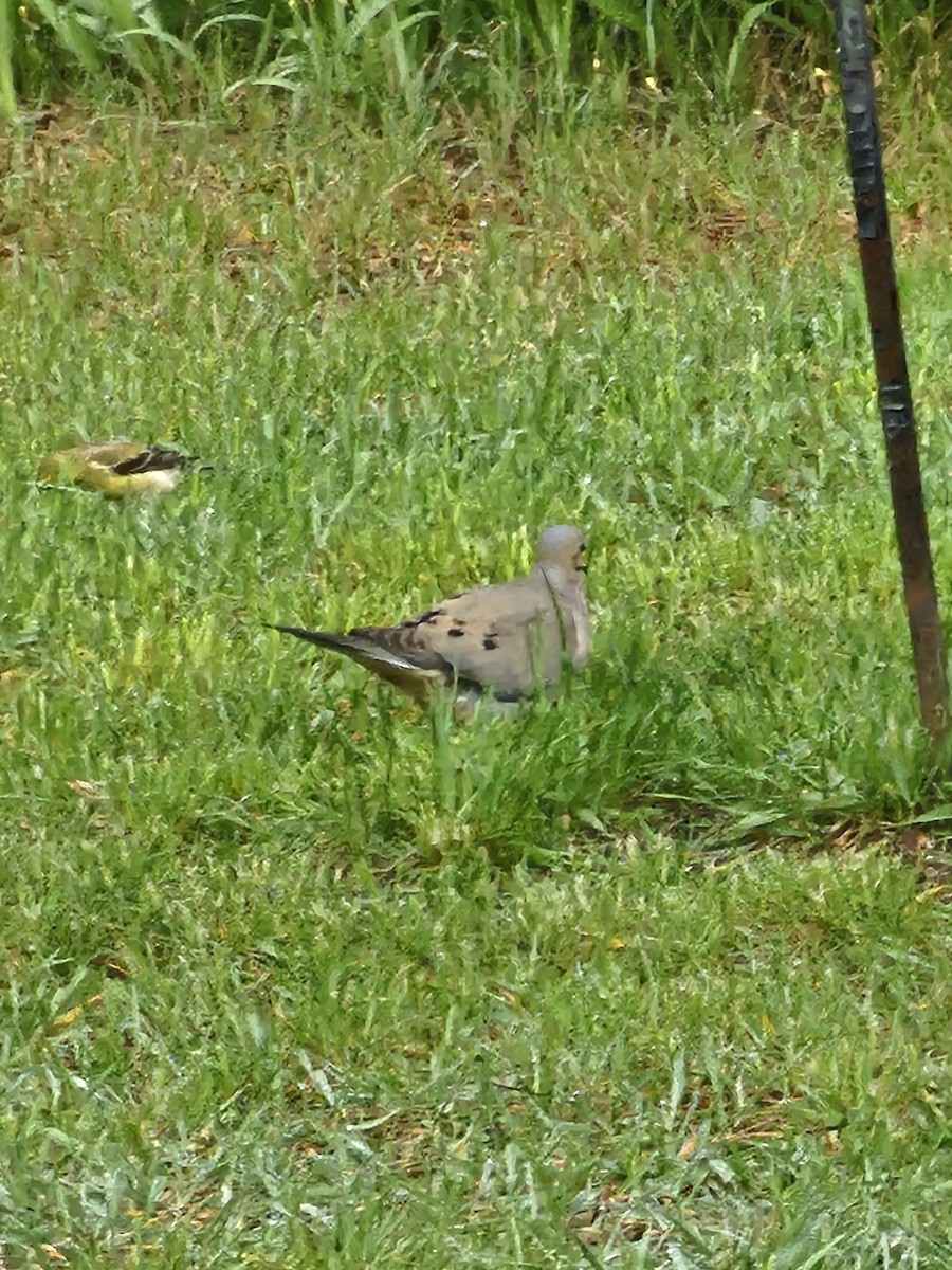 Mourning Dove - ML618659876