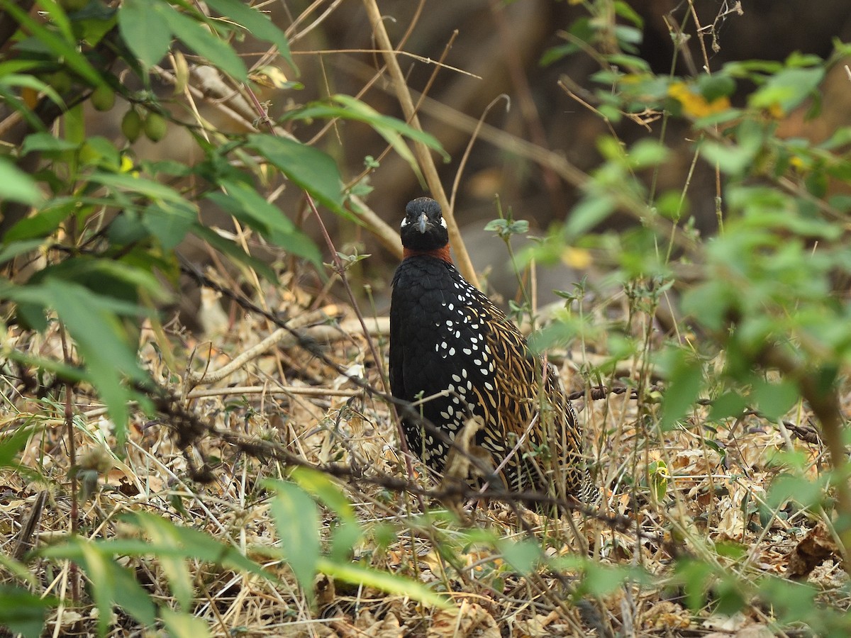 Black Francolin - Bhaskar Mandal