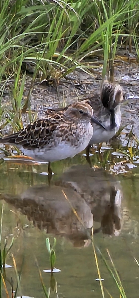 pygmésnipe - ML618659886