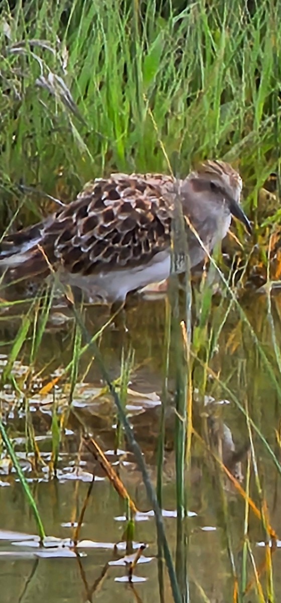 Wiesenstrandläufer - ML618659887