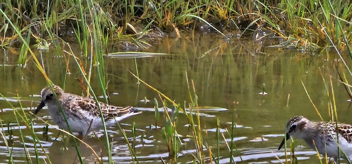 Wiesenstrandläufer - ML618659888