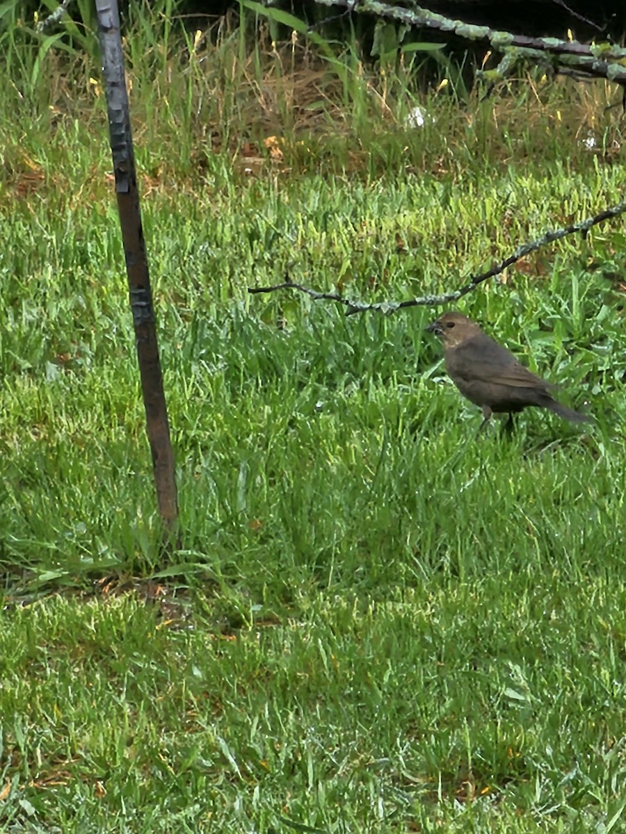 Brown-headed Cowbird - ML618659889