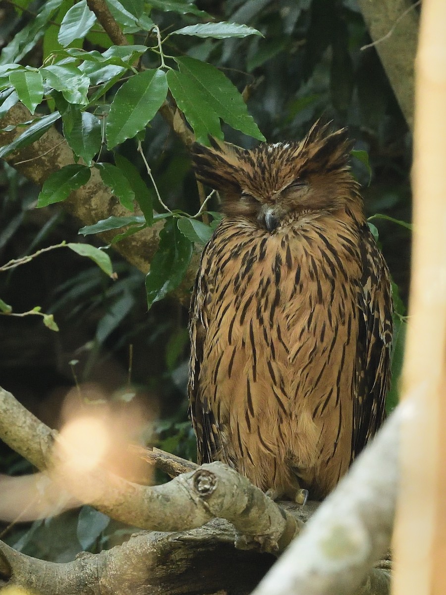 Tawny Fish-Owl - Bhaskar Mandal