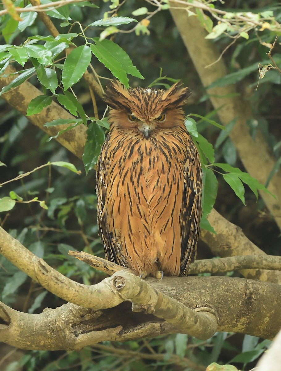 Tawny Fish-Owl - Bhaskar Mandal