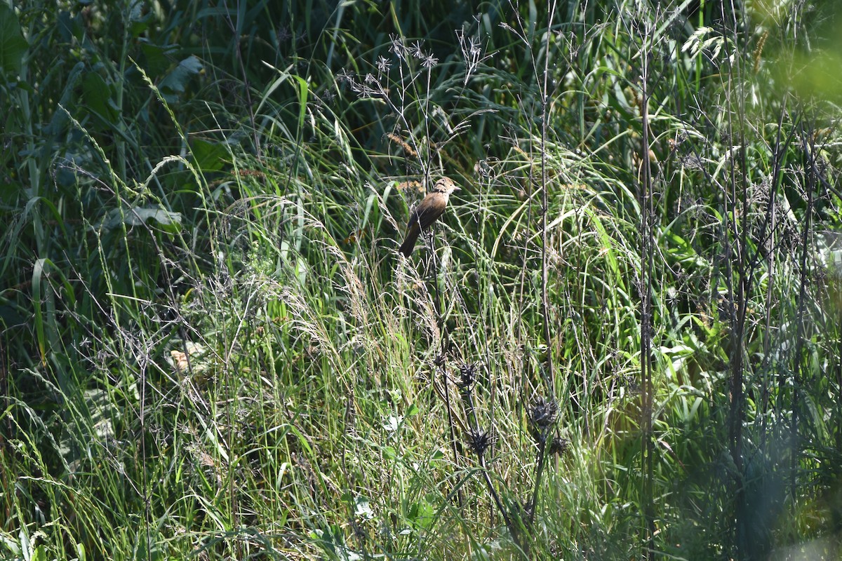 Australian Reed Warbler - Hitomi Ward