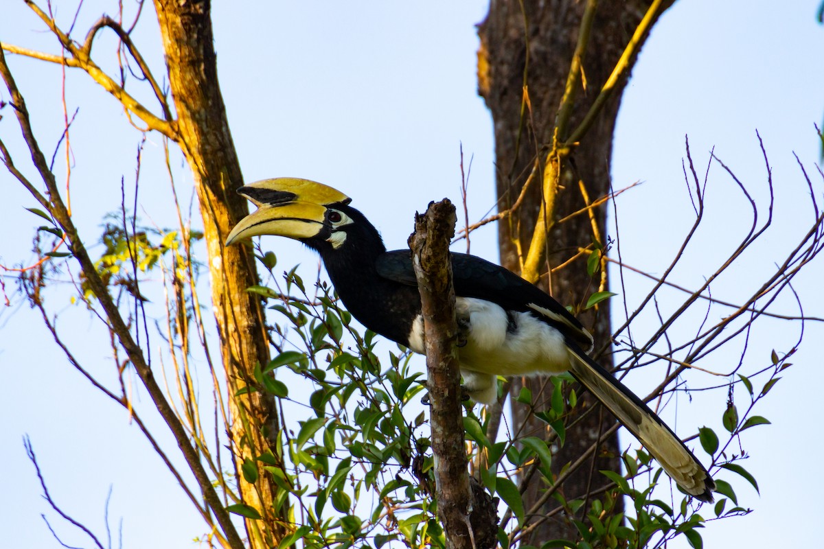 Oriental Pied-Hornbill - Tarun Menon