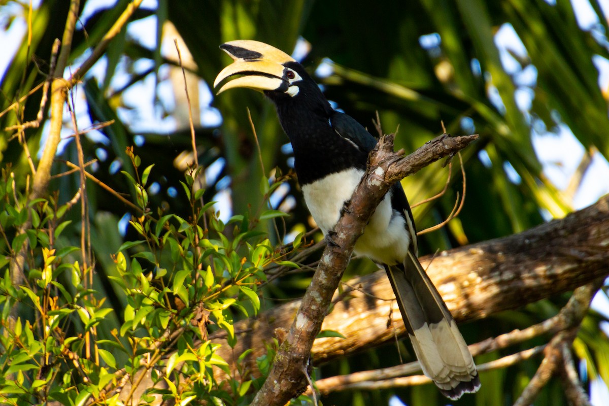 Oriental Pied-Hornbill - Tarun Menon