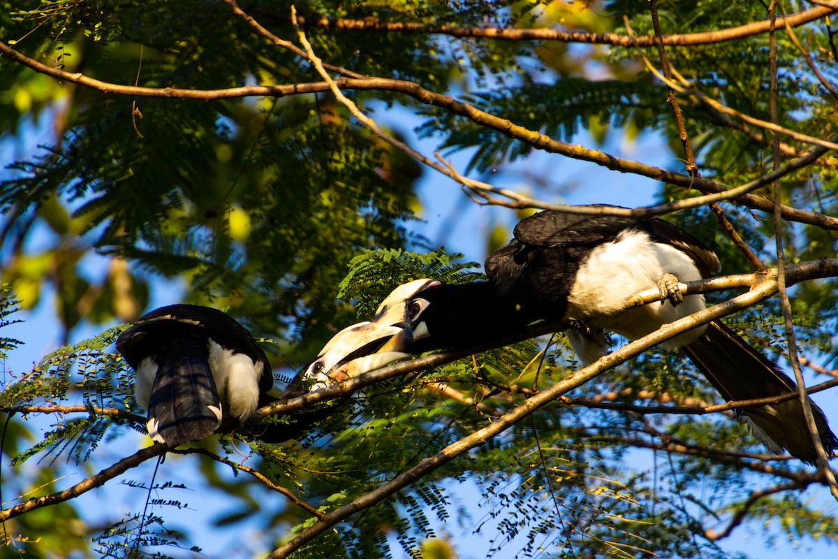 Oriental Pied-Hornbill - Tarun Menon