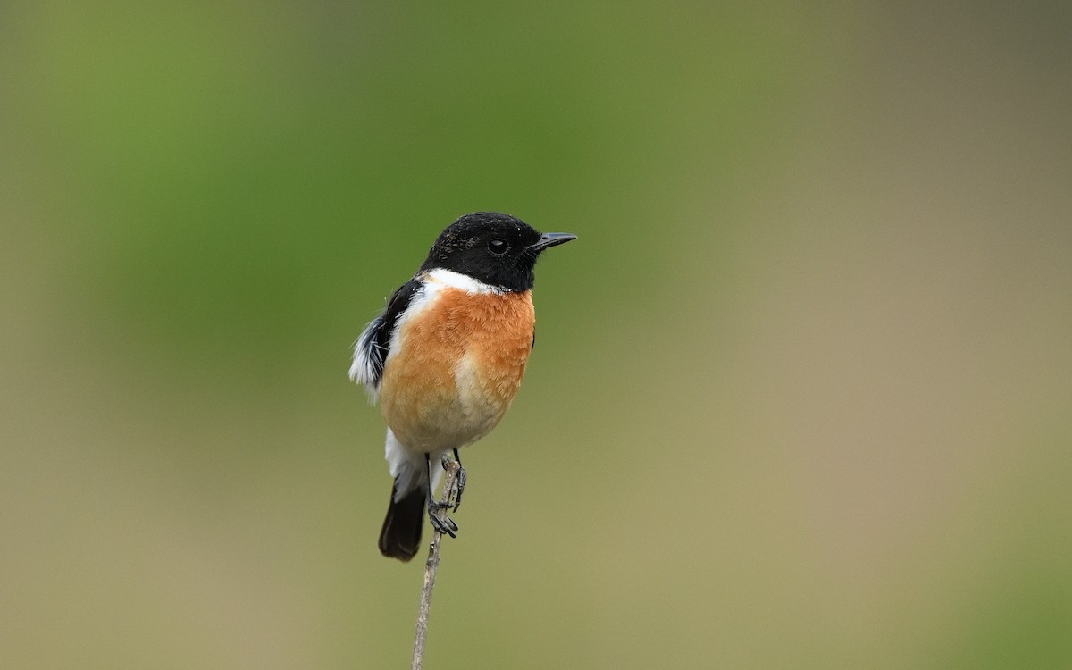 Siberian Stonechat - ML618660013