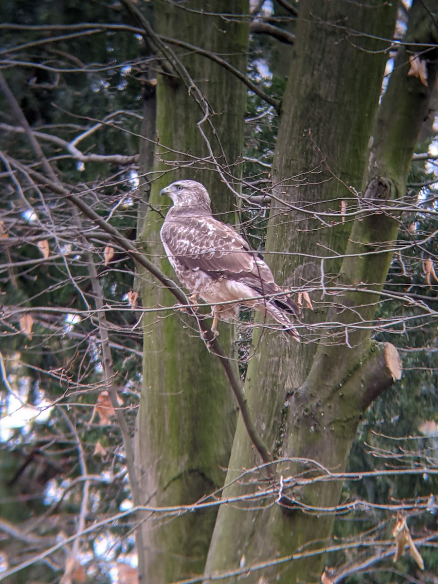 Common Buzzard - ML618660017