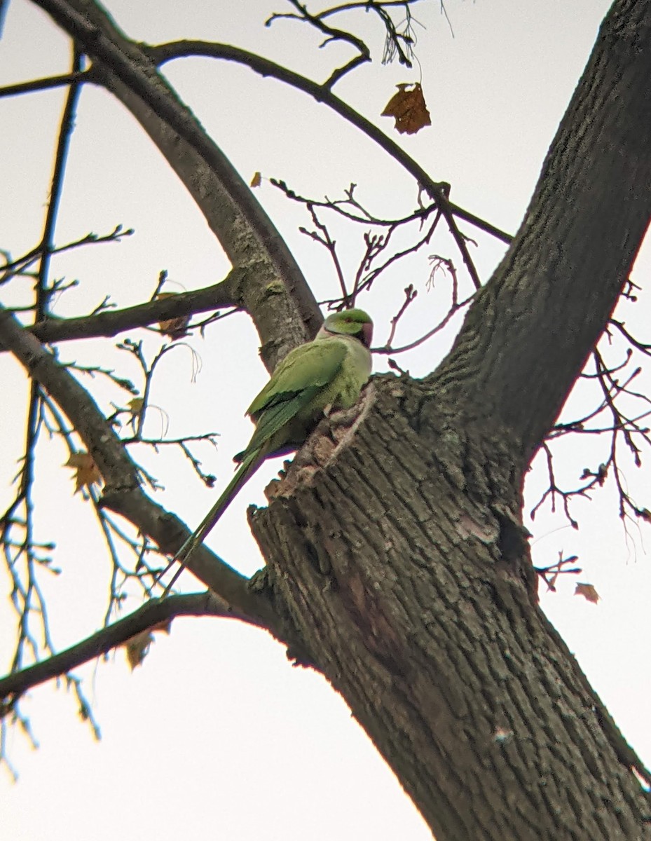 Rose-ringed Parakeet - ML618660019