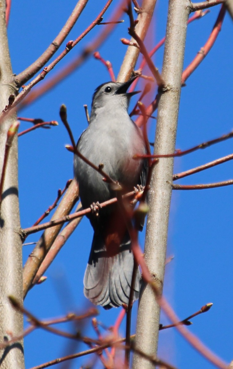 Gray Catbird - ML618660024