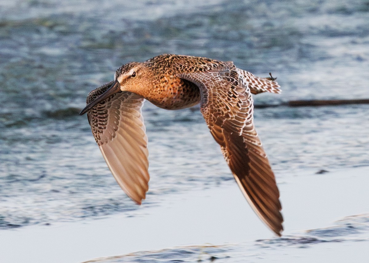 Short-billed Dowitcher - Nat Carmichael