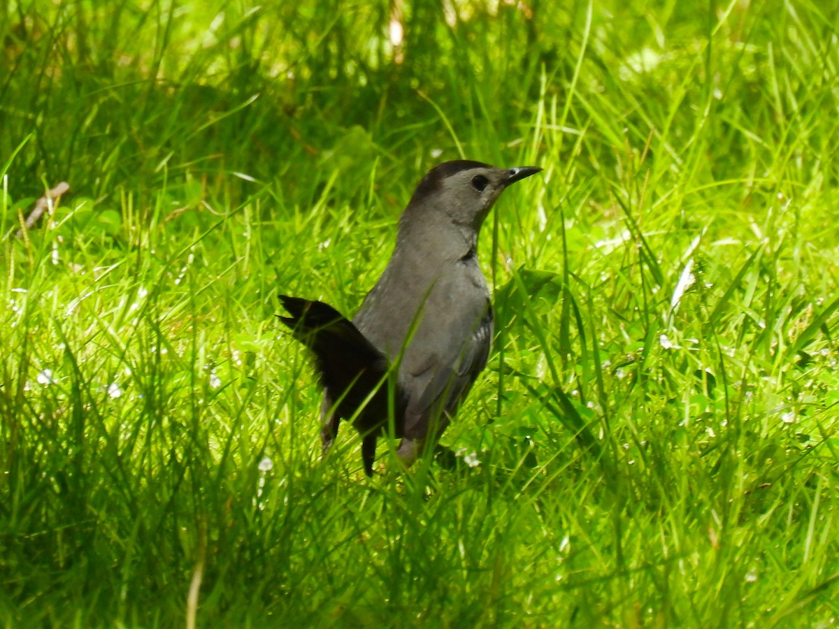 Gray Catbird - Jennifer Wilson-Pines