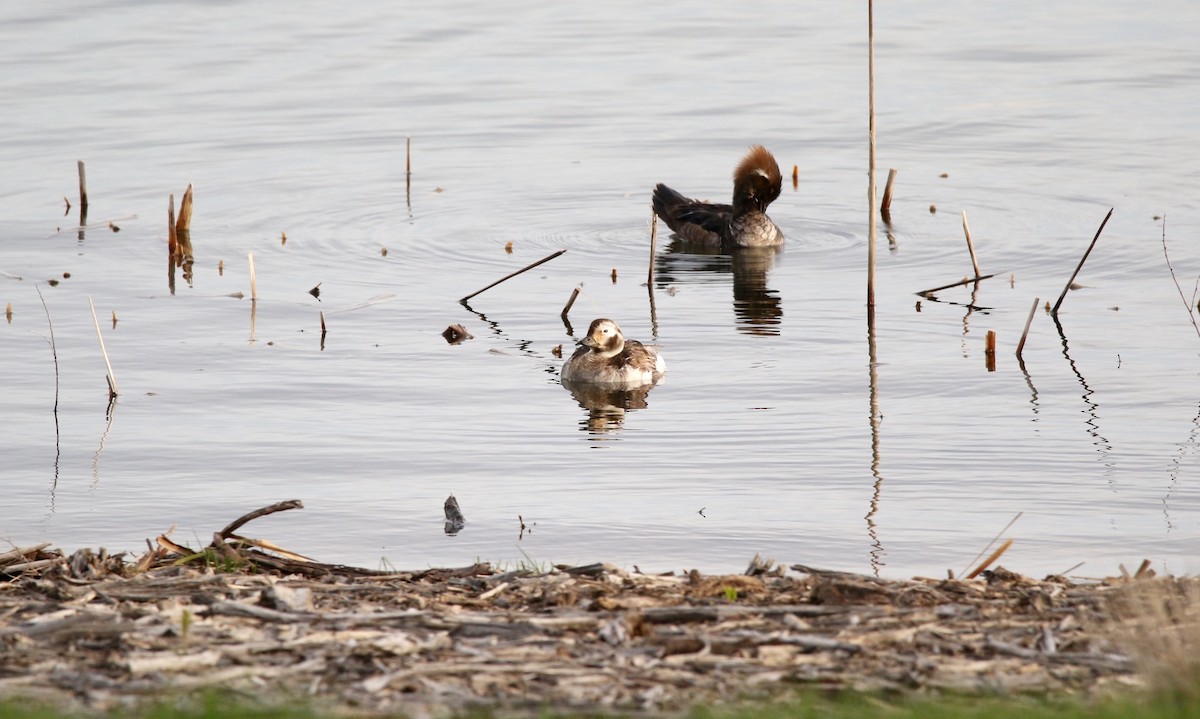 Long-tailed Duck - ML618660072