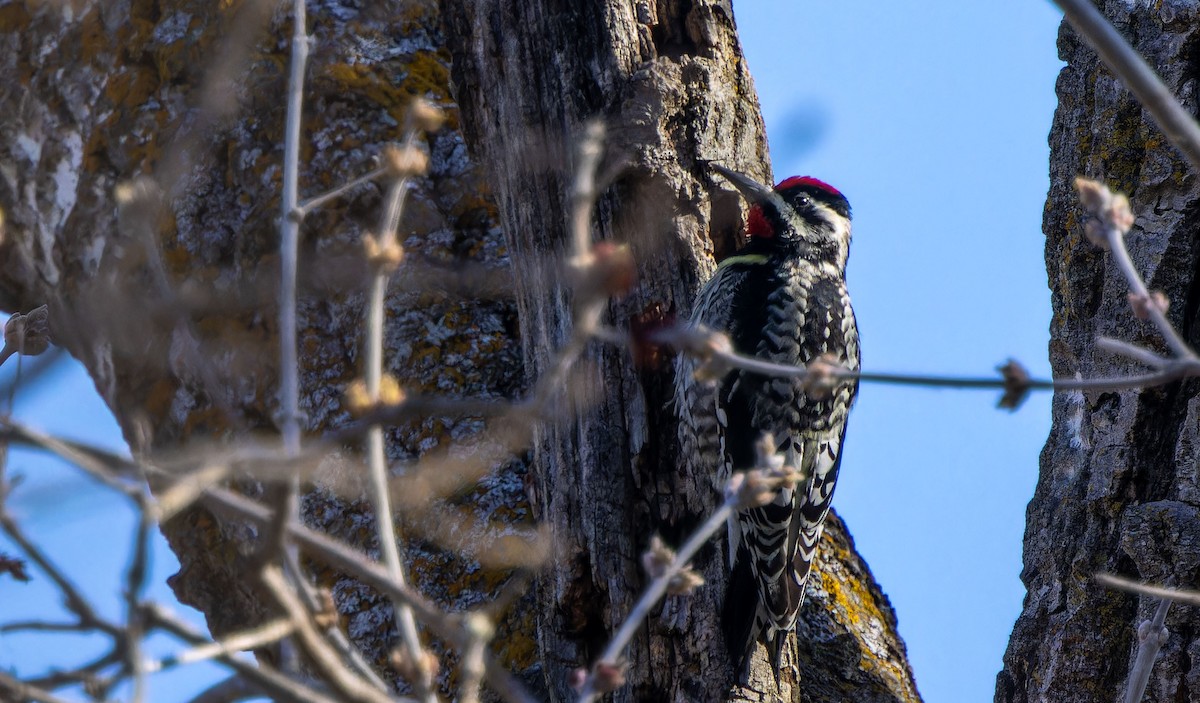 Yellow-bellied Sapsucker - ML618660079