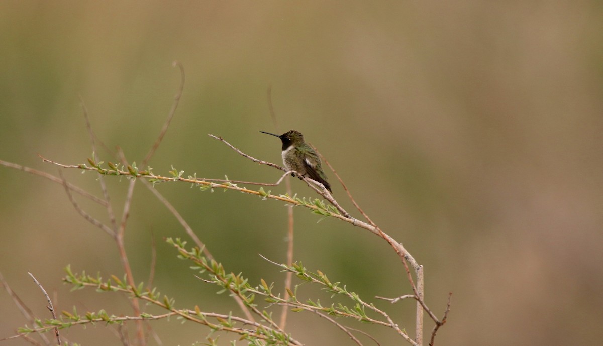 Black-chinned Hummingbird - ML618660091