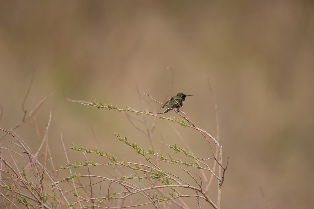 Black-chinned Hummingbird - ML618660092