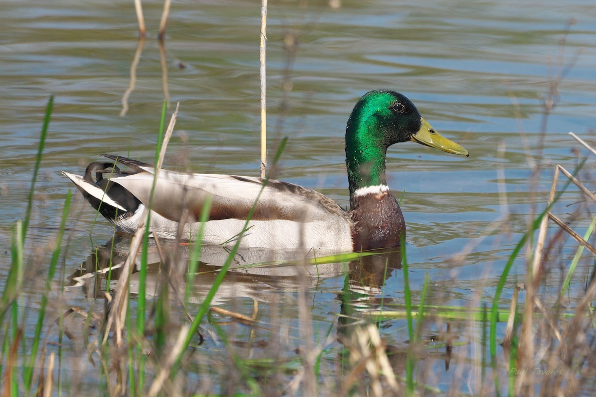 Mallard - Paul Tavares