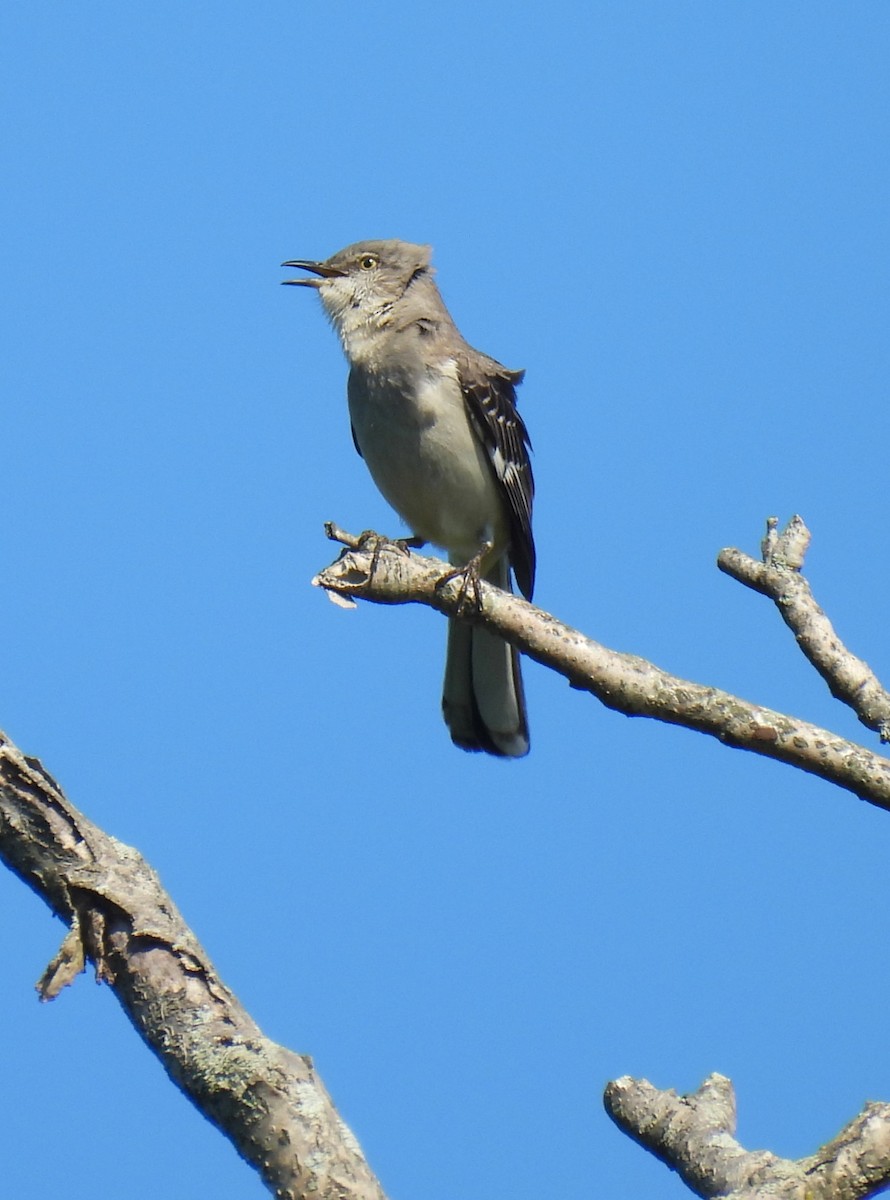 Northern Mockingbird - ML618660116