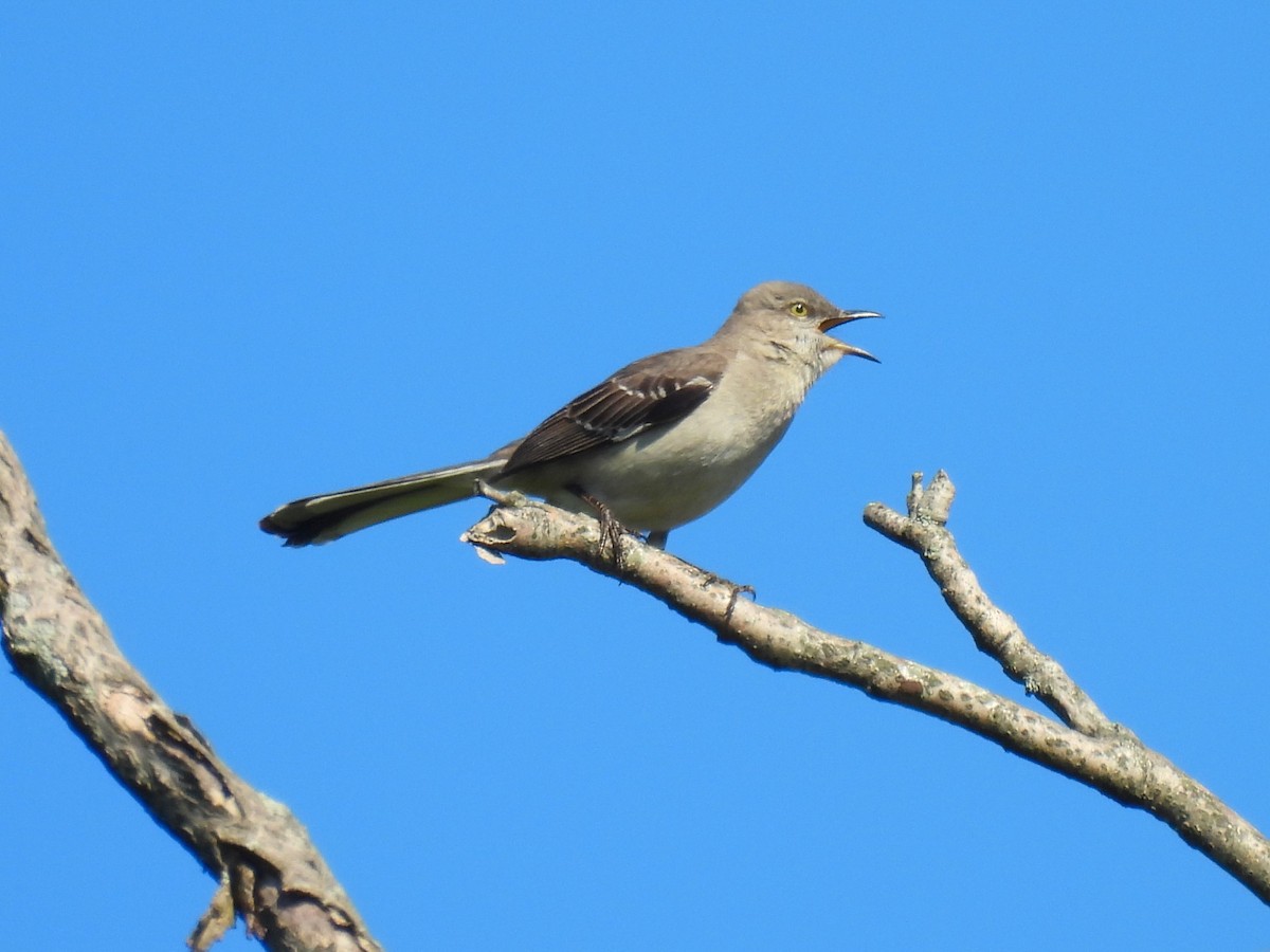 Northern Mockingbird - ML618660117