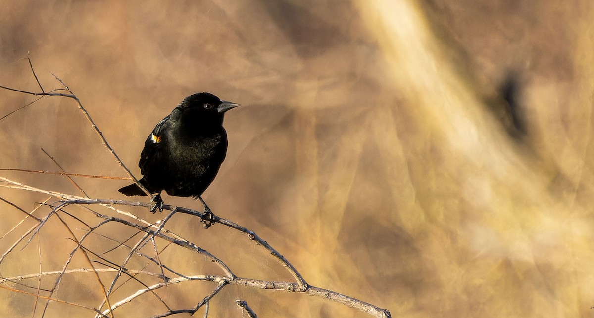 Red-winged Blackbird - ML618660122