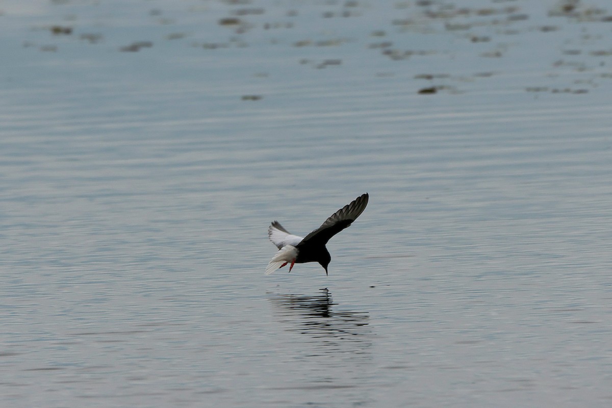 White-winged Tern - ML618660131