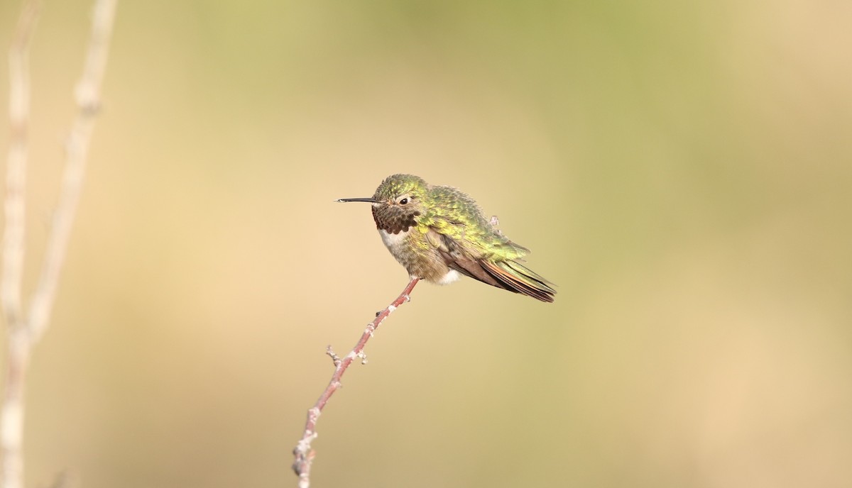 Broad-tailed Hummingbird - ML618660133