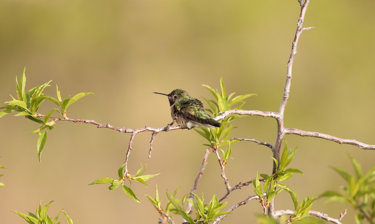 Broad-tailed Hummingbird - ML618660134