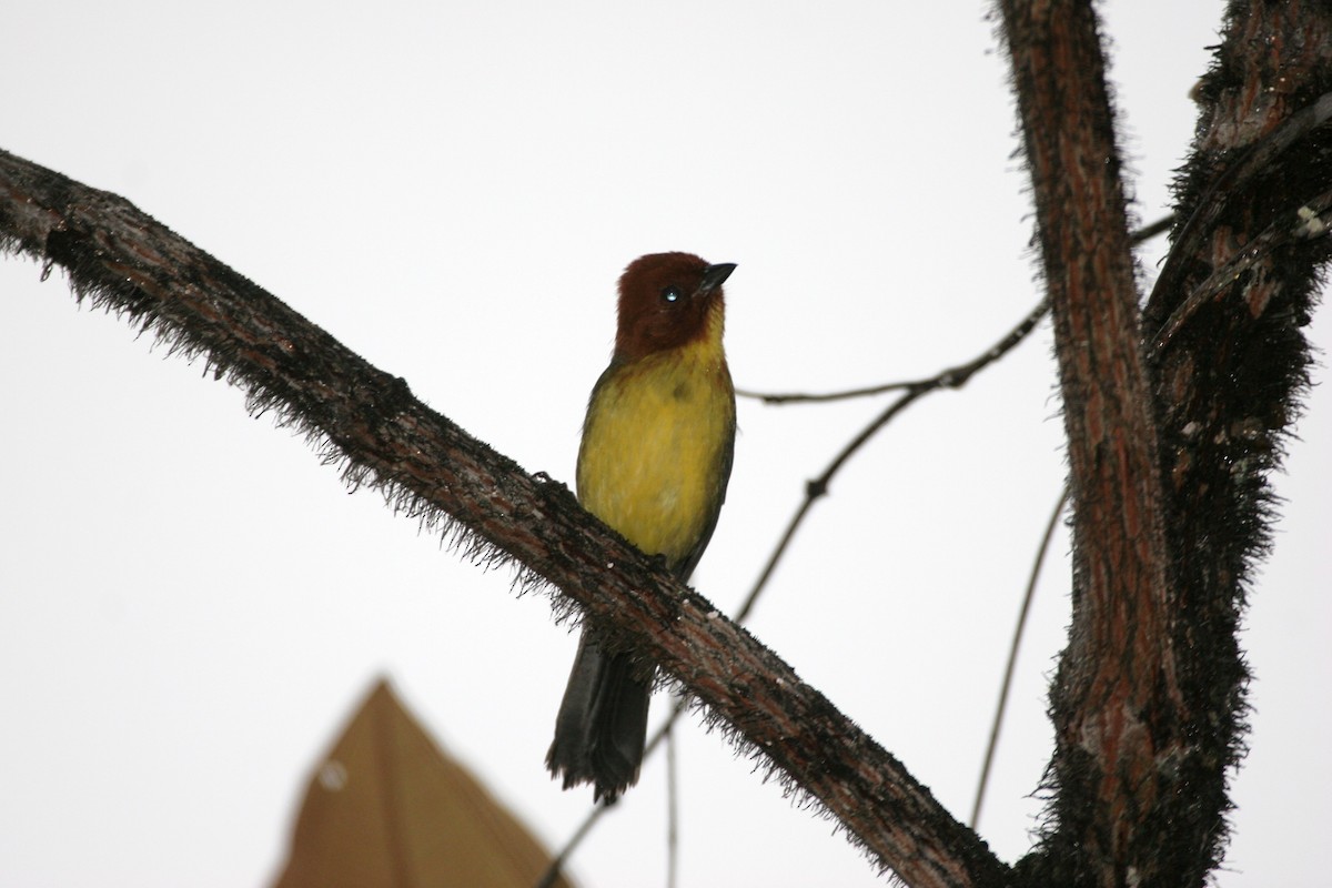 Tepui Brushfinch - ML618660148