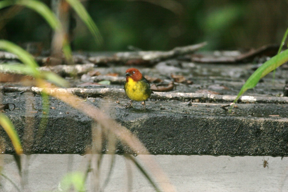 Tepui Brushfinch - ML618660163