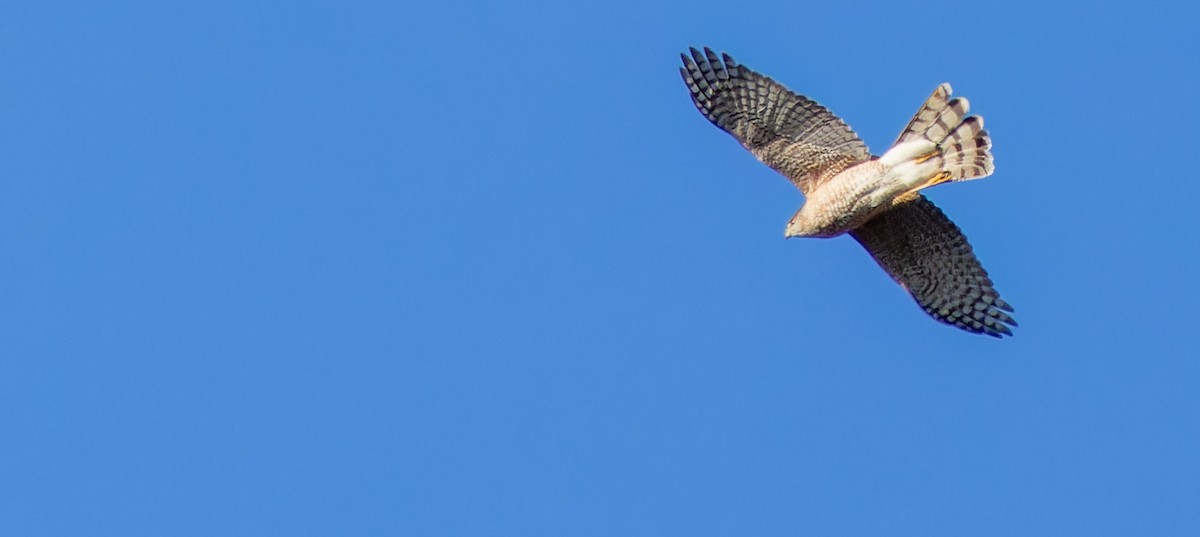 Cooper's Hawk - ML618660174