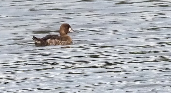 Lesser Scaup - ML618660182