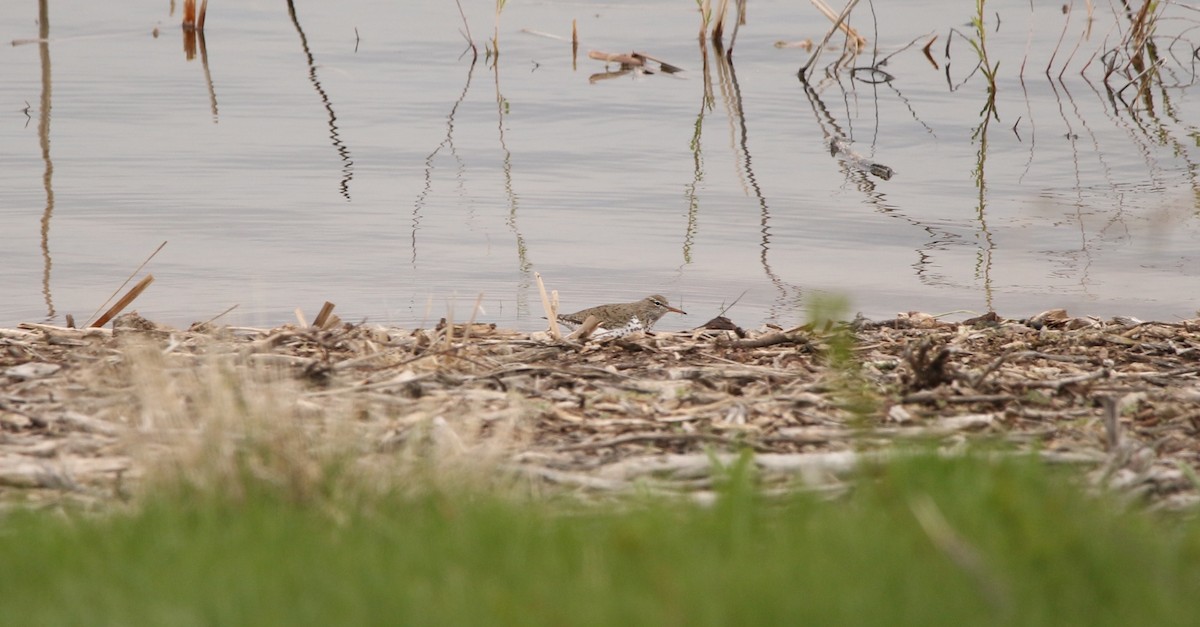 Spotted Sandpiper - ML618660193