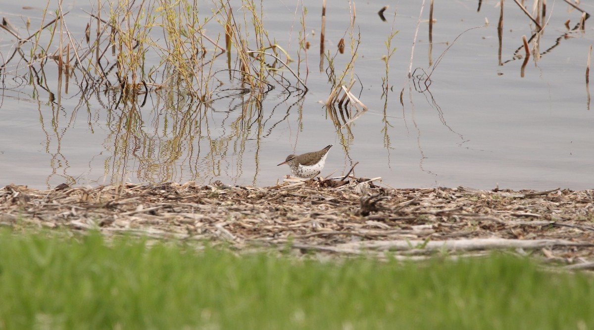 Spotted Sandpiper - Sperry Megerian