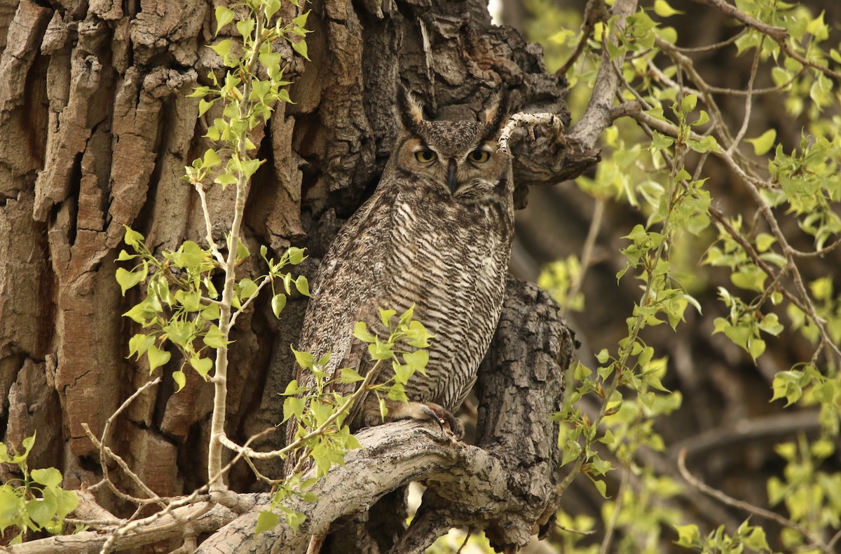 Great Horned Owl - ML618660197