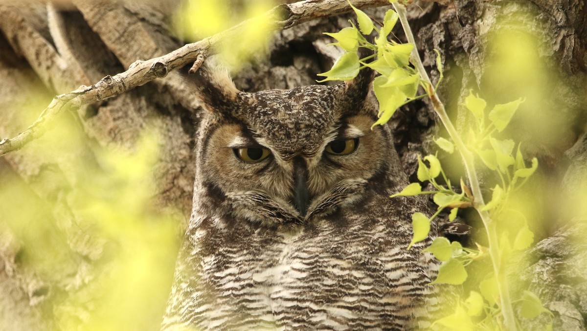 Great Horned Owl - ML618660198