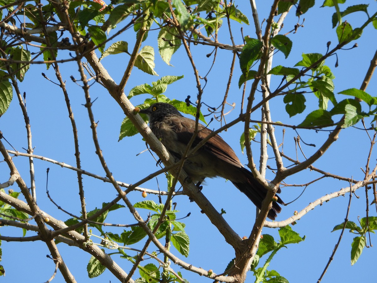 Brown Babbler - ML618660200