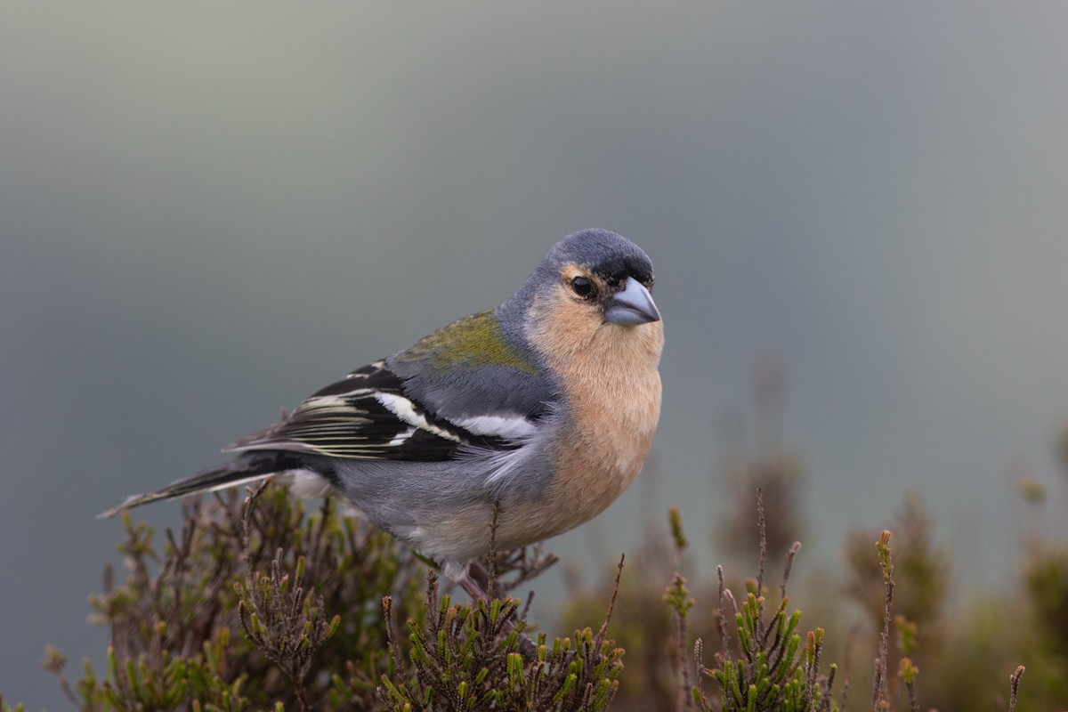 Azores Chaffinch - Tiiu Tali