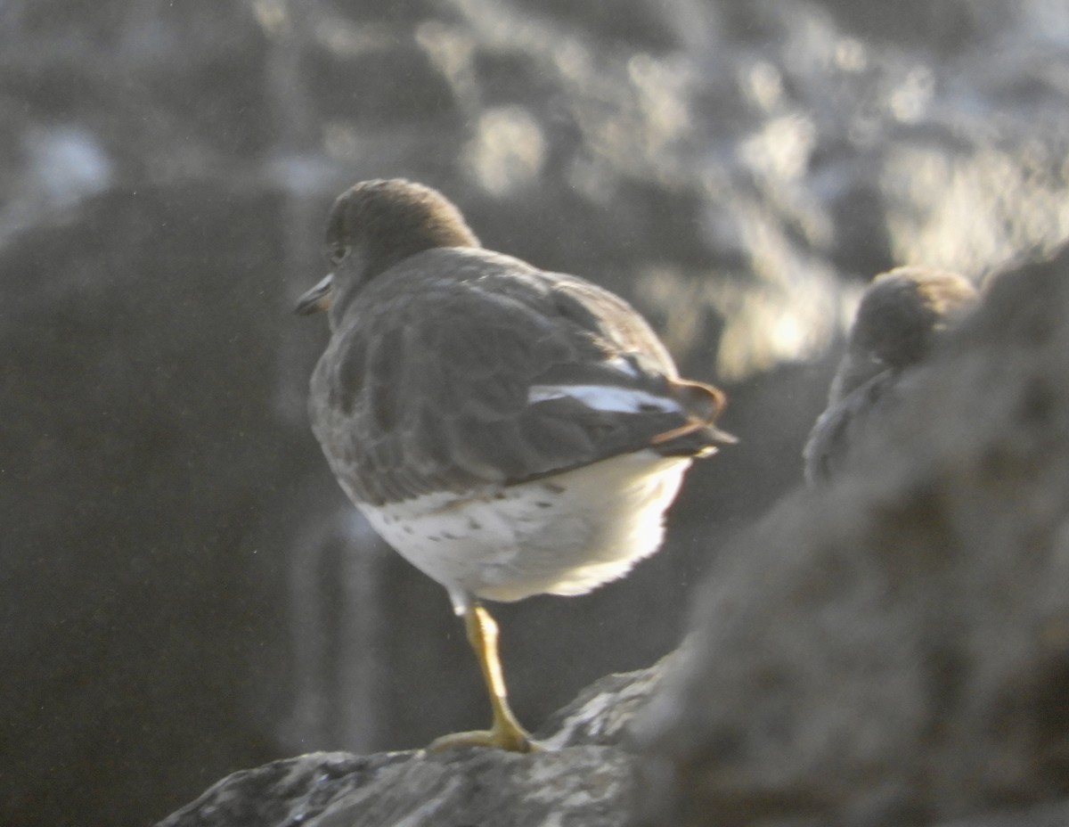 Surfbird - Frank Antram