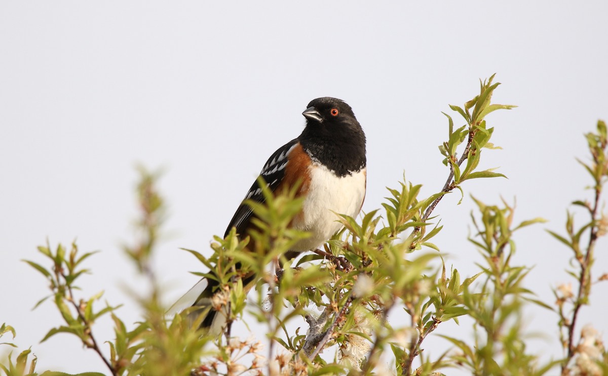 Spotted Towhee - ML618660224