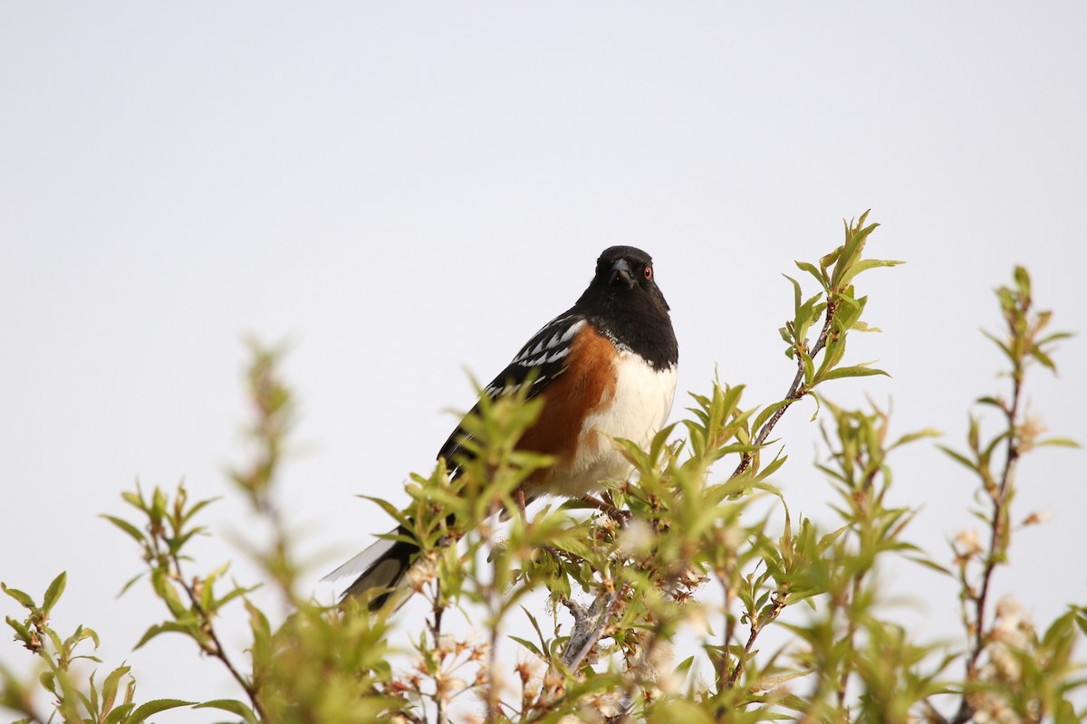 Spotted Towhee - ML618660225